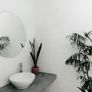 plant beside sink under mirror inside room